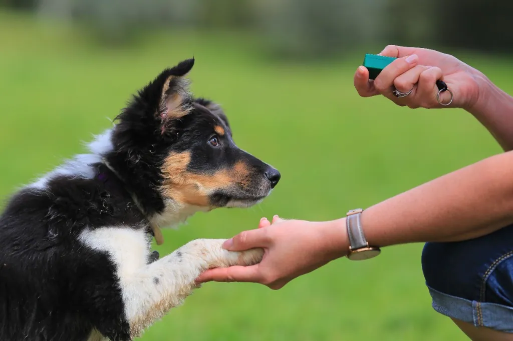 Full Circle Canine facility