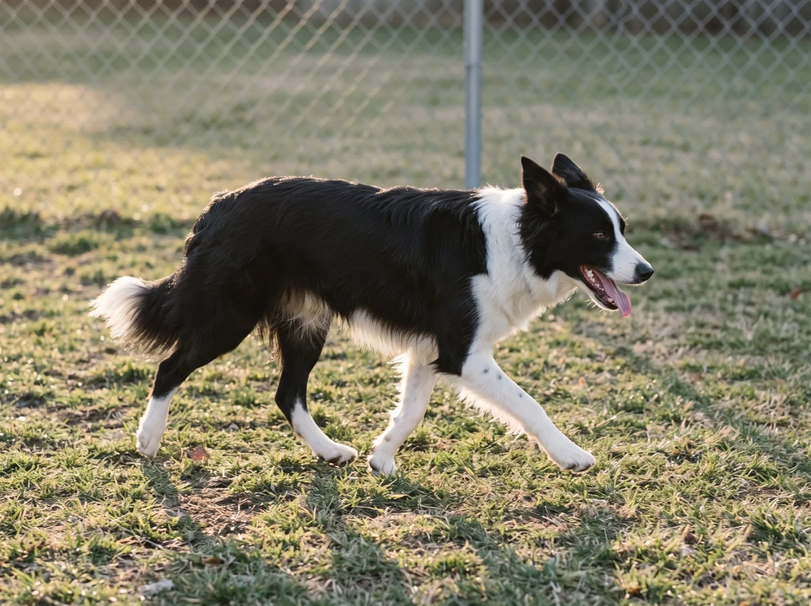 A border collie trotting across a grassy play yard