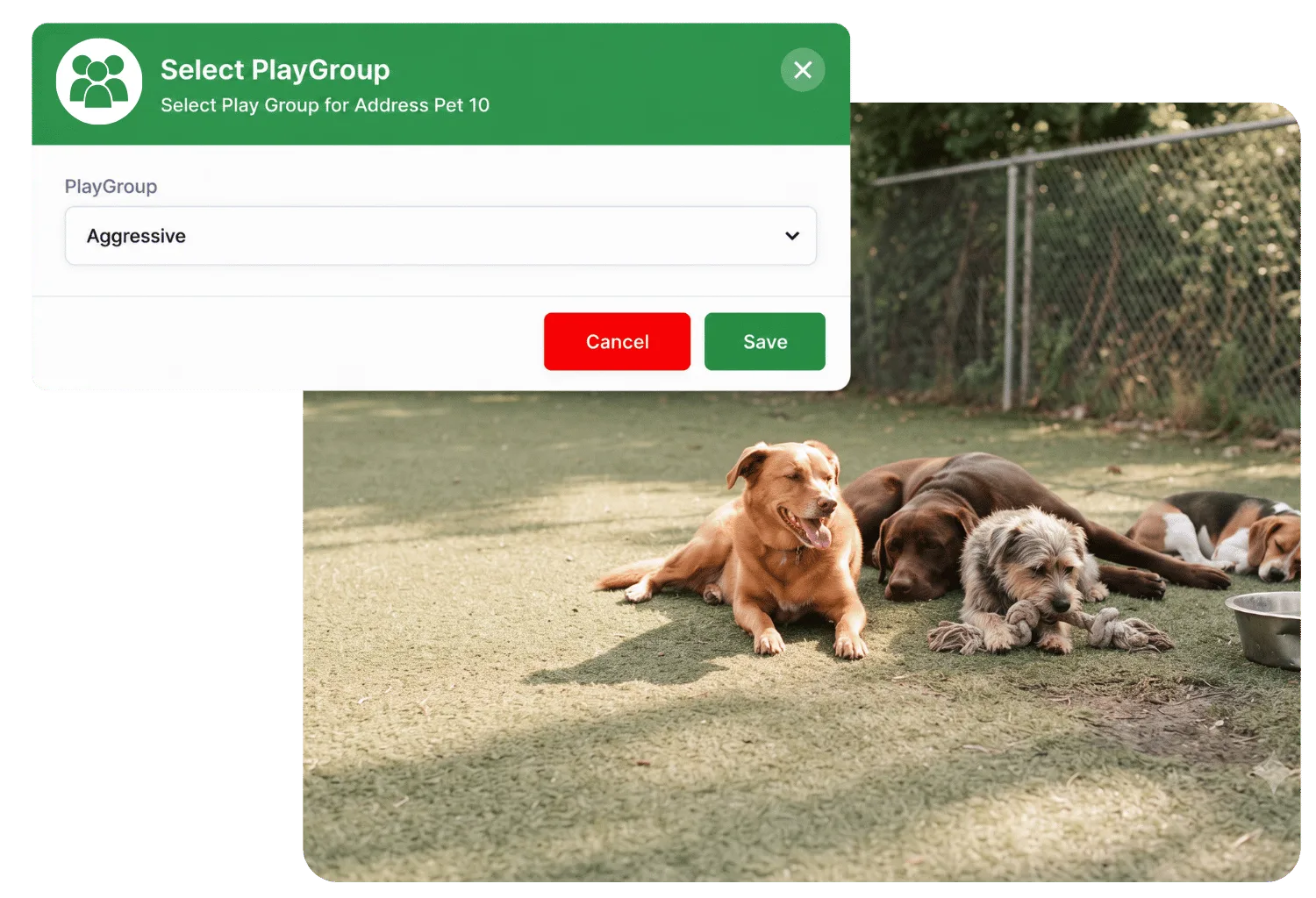 Select PlayGroup dialog with Aggressive chosen in the PlayGroup dropdown, over a photo of four dogs resting on turf in a fenced yard