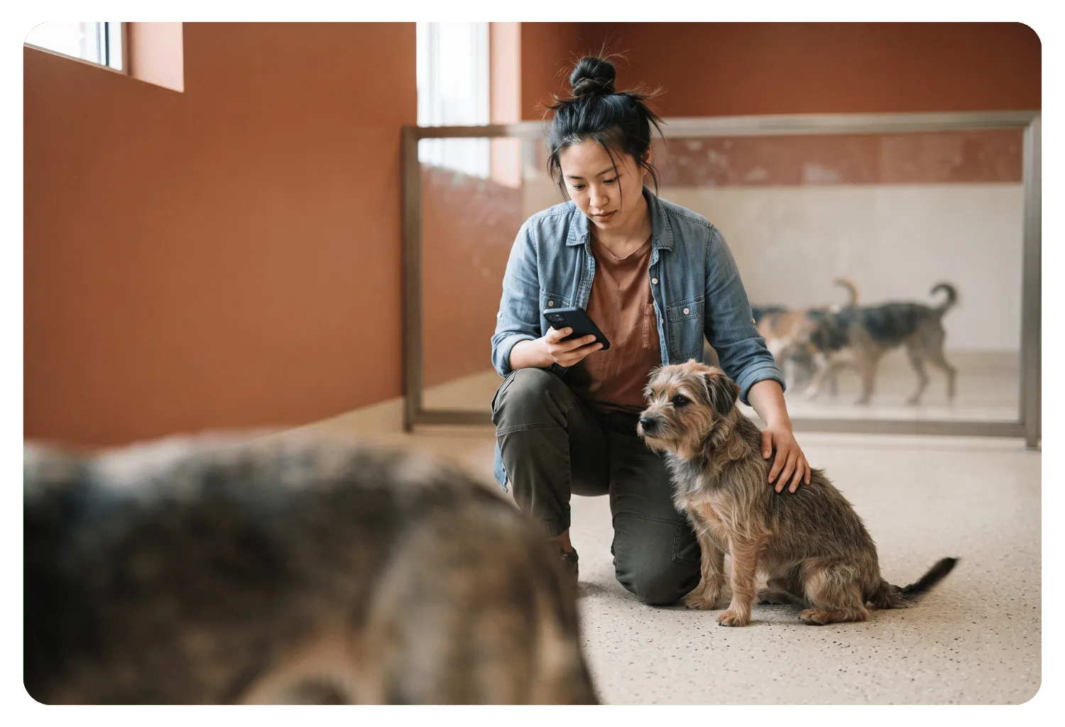 Kennel staff member kneeling on a play room floor checking her phone with one hand on a scruffy terrier, as other dogs play behind a glass divider