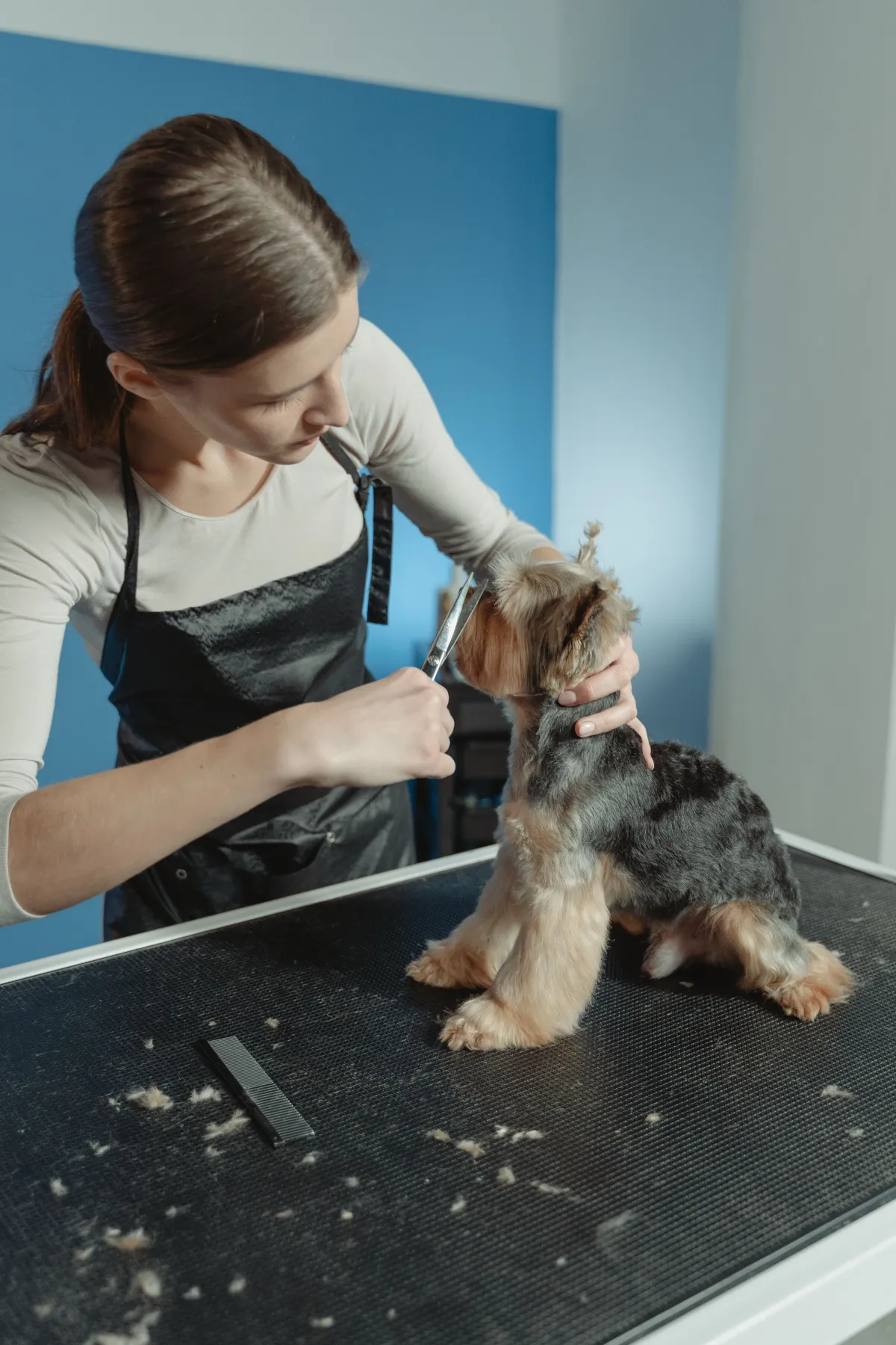 Groomer trimming a Yorkshire terrier on the grooming table