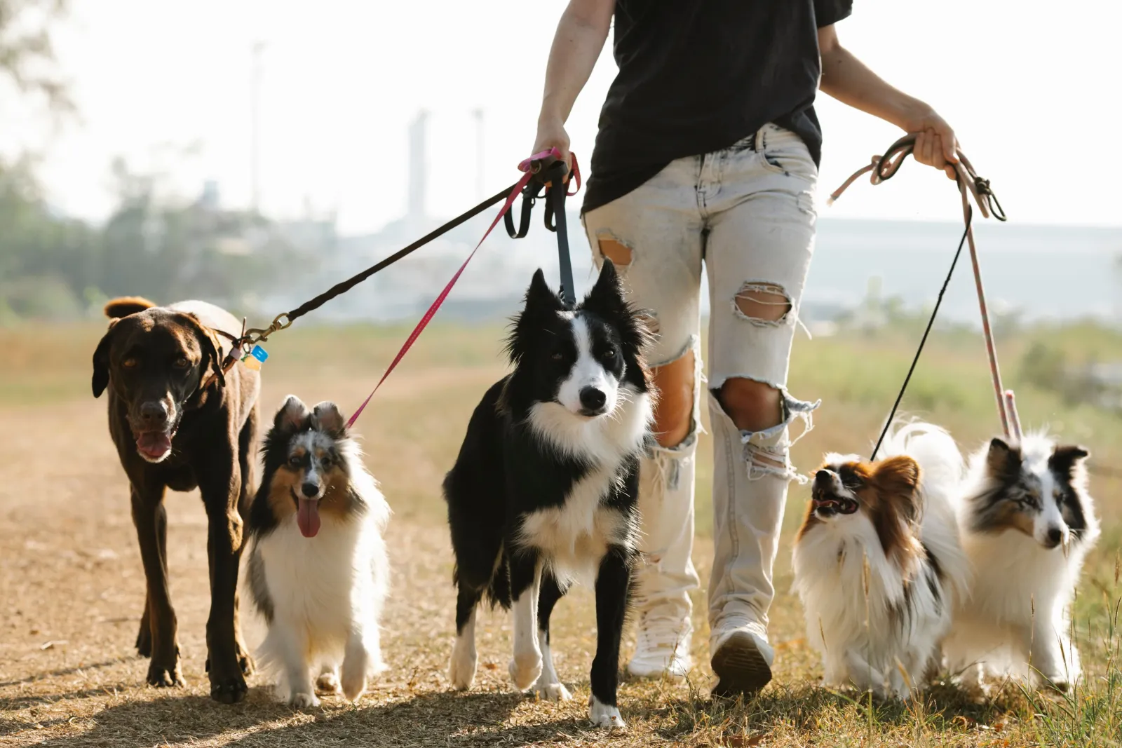Dog trainer walking a group of dogs, coming soon