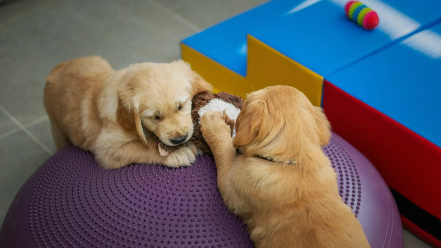 Two golden retriever puppies play on a purple exercise ball at a doggy daycare