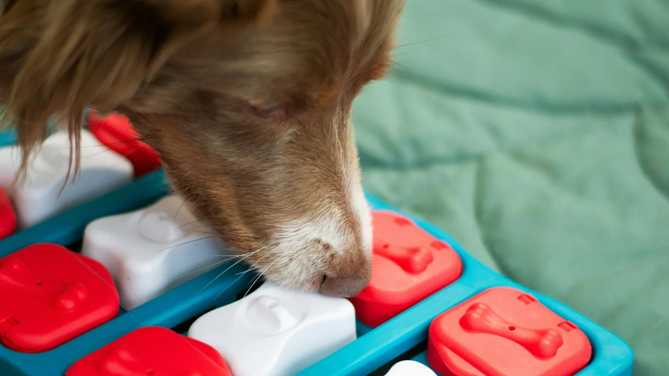 Creative add-on services for pet care facilities