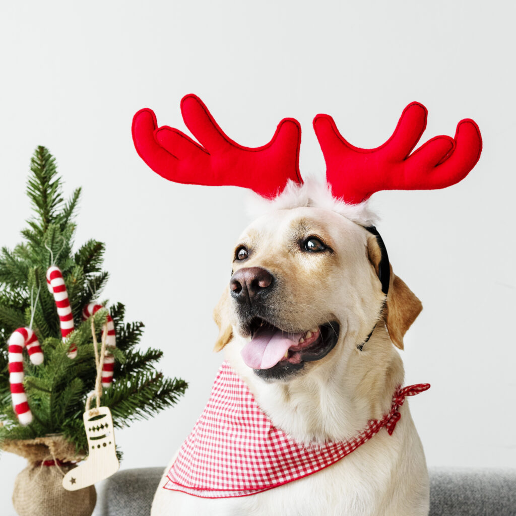 A dog wearing red reindeer antlers and a red checkered bandana sits next to a small decorated Christmas tree, eagerly awaiting festive feedback from holiday guests.