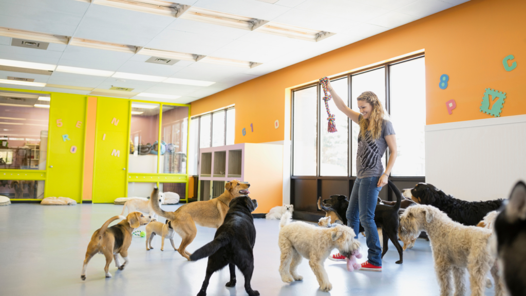 A woman holds up a rope toy while several dogs gather around her in a brightly lit indoor playroom, highlighting the fun environment and the value of adding services to enhance every pup&rsquo;s experience.