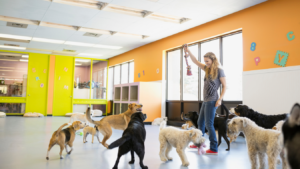 A woman holds up a rope toy while several dogs gather around her in a brightly lit indoor playroom, highlighting the fun environment and the value of adding services to enhance every pup&rsquo;s experience.