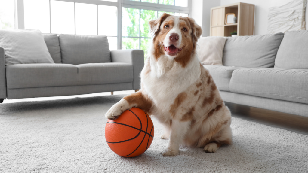 A brown and white dog sits on a carpeted floor in a Scent Room living room, one paw resting on an orange basketball.
