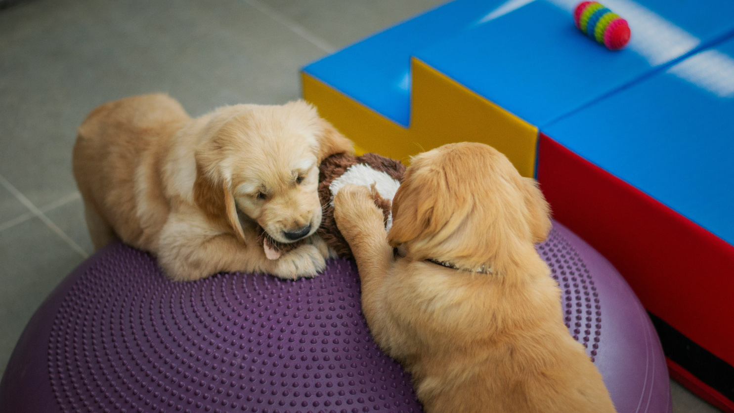 Two golden retriever puppies play together on a purple exercise ball at Doggy Daycare, with colorful foam blocks and a toy ball in the background.